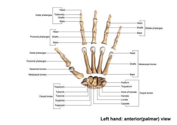 Szkielet lewej ręki — Zdjęcie stockowe