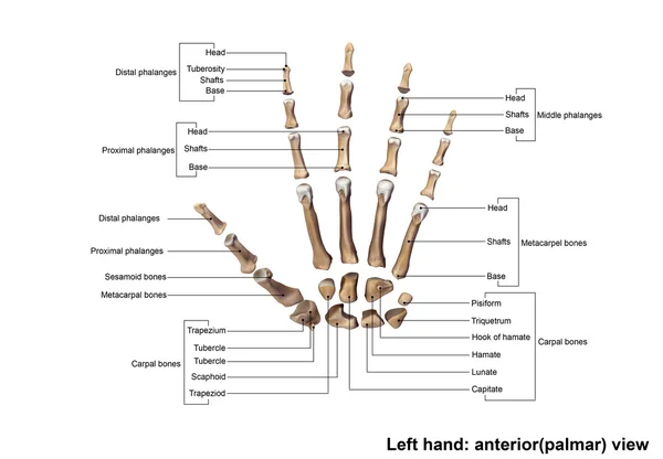 Скелет лівої руки — стокове фото
