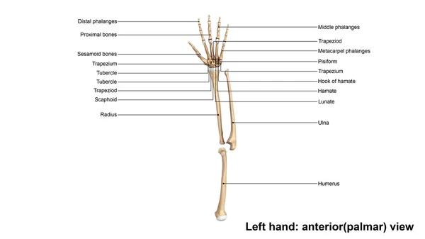 Esqueleto da mão esquerda humana — Fotografia de Stock