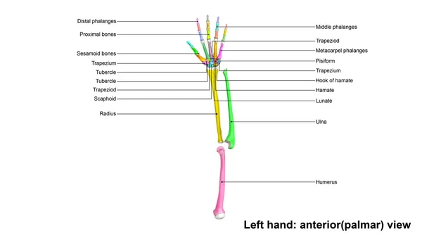 Skelett der linken Hand — Stockfoto