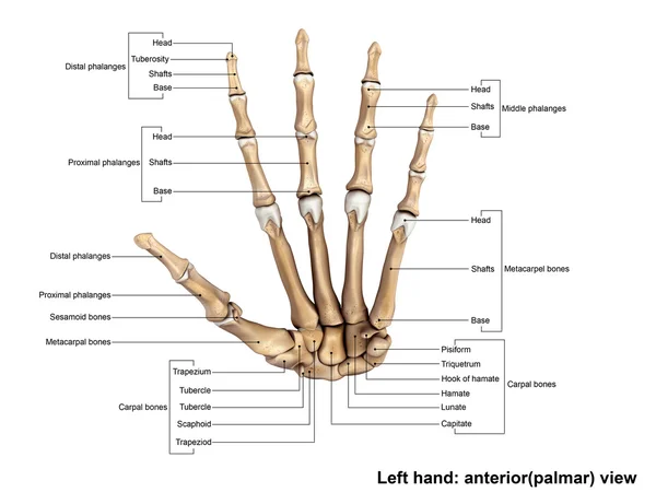 Esqueleto de la mano izquierda humana — Foto de Stock