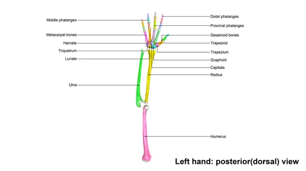 Vänster hand fullständiga skelett — Stockfoto