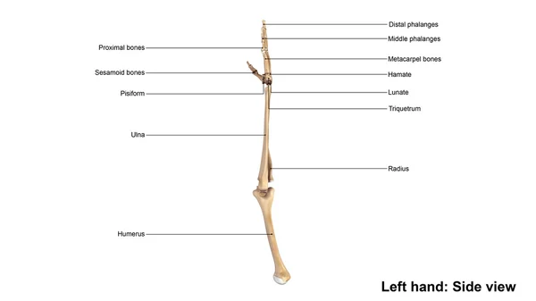 Esqueleto da mão esquerda humana — Fotografia de Stock