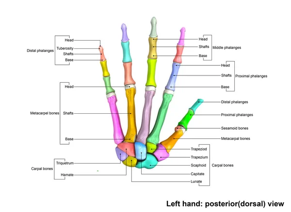 Kostra lidské ruky levé — Stock fotografie