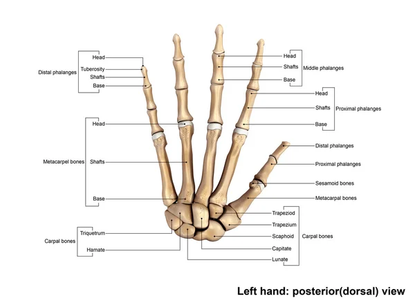 Esqueleto da mão esquerda humana — Fotografia de Stock