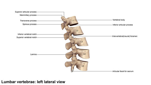 Human Lumbar Vertebrae Bone