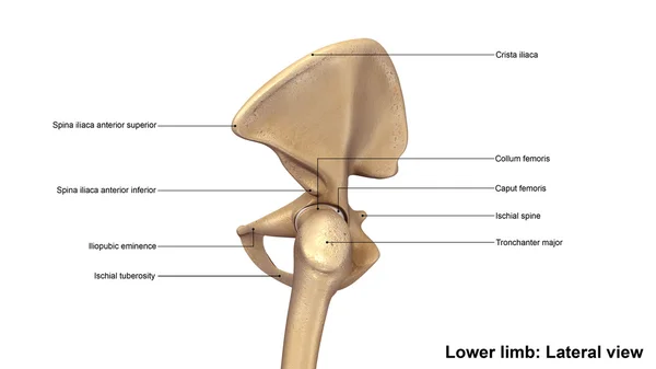 Lower limb bone — Stock Photo, Image