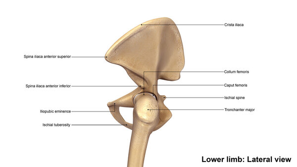 lower limb bone