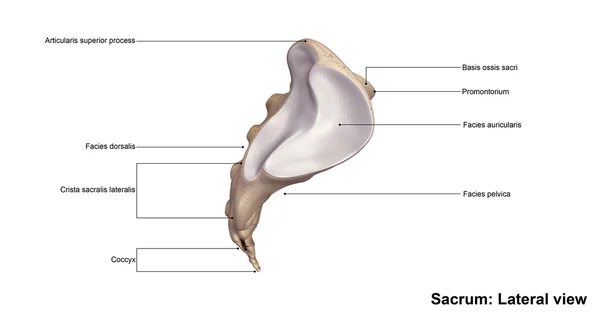 Human sacrum bone — Stock Photo, Image