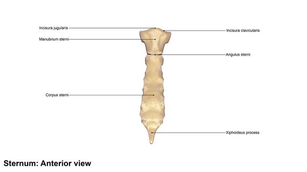 Ανθρώπινο οστό του στέρνου — Φωτογραφία Αρχείου