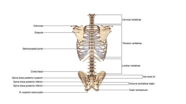 Skeleton Palpable spinous — Stock Photo, Image