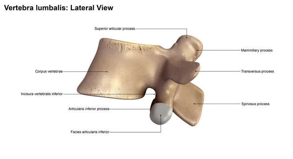 Vertebra lombare umana osso — Foto Stock