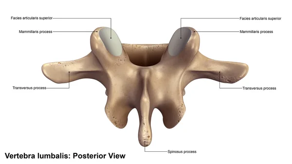 Menselijke vertebra lumbalis bot — Stockfoto