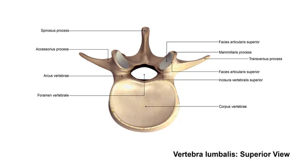 Human vertebra lumbalis bone — Stock Photo, Image