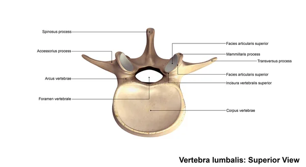 Vertebra lombare umana osso — Foto Stock