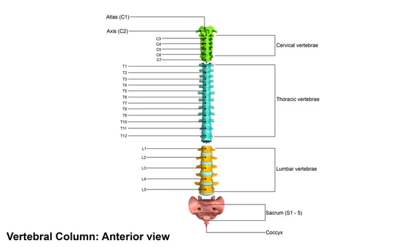 Columna Vertebral Vista anterior — Foto de Stock