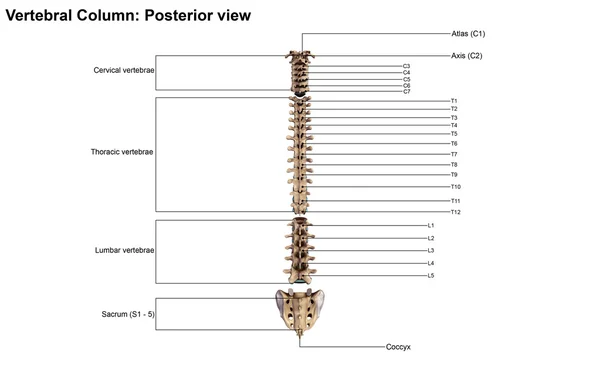 Coluna vertebral Vista posterior — Fotografia de Stock