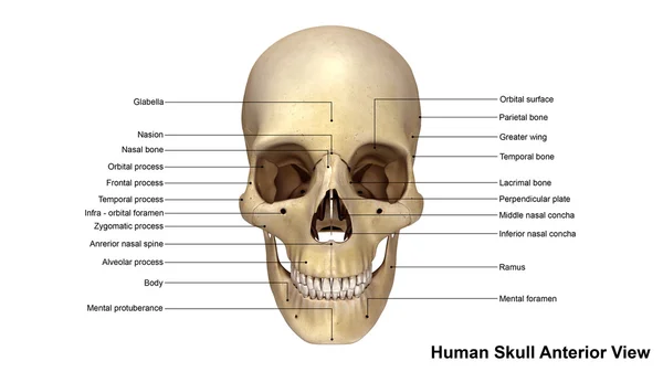 인간의 두개골 앞쪽 보기. — 스톡 사진