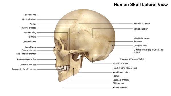 Cráneo humano Vista lateral . — Foto de Stock