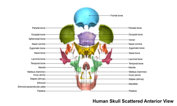 İnsan kafatası ön görünüm — Stok fotoğraf