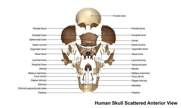 Вид спереду людського черепа — стокове фото