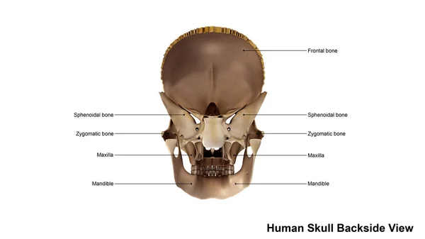 Crânio humano visão traseira — Fotografia de Stock