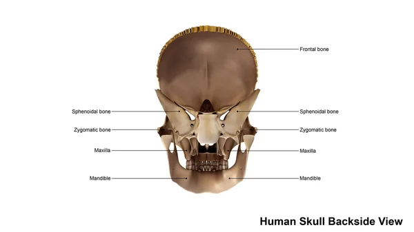 Mänsklig skalle tillbaka Visa — Stockfoto