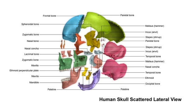 Human Skull Lateral visning - Stock-foto