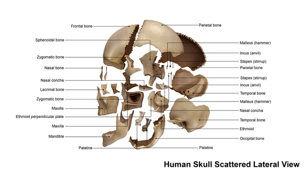 Human skull lateral view — Stock Photo, Image