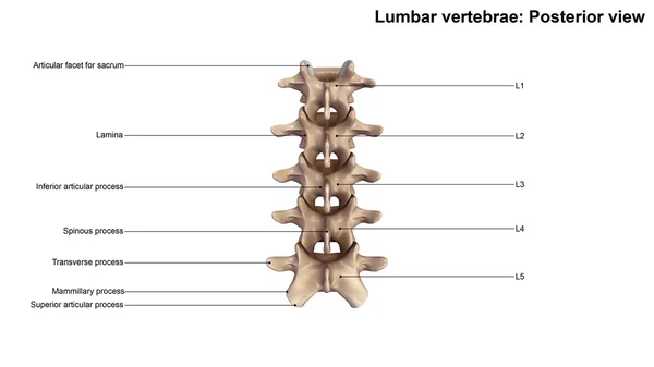 Human Lumbar Vertebrae Bone — Stock Image Human Lumbar Vertebrae Bone Royalty Free Stock Photos