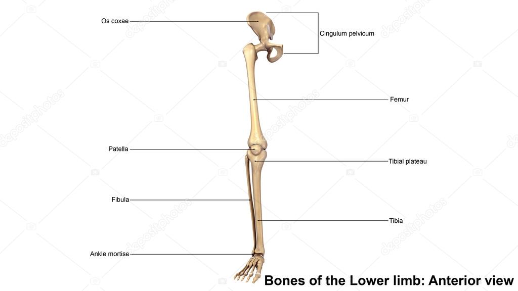 human bones of lower limb