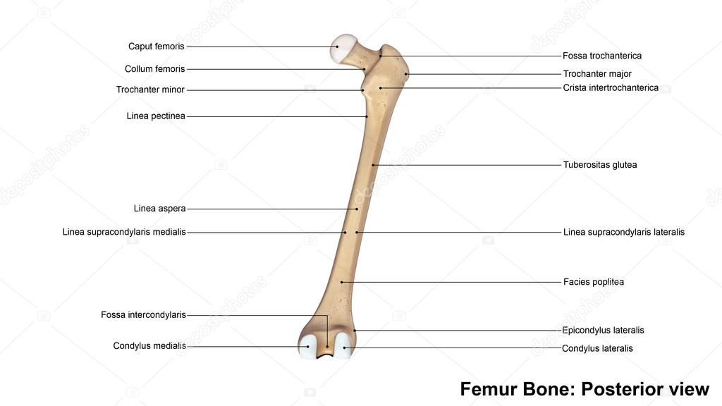 Human Femur bone 