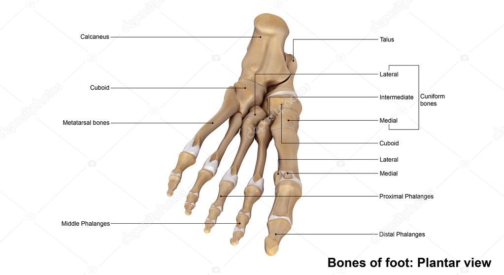 Кости Стопы Человека Фото