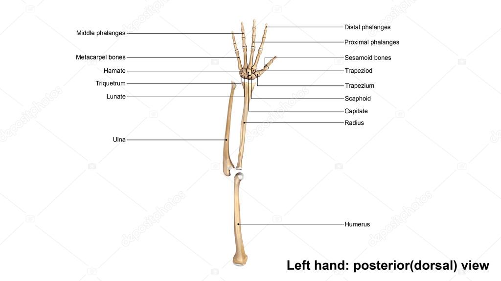 left hand full skeleton
