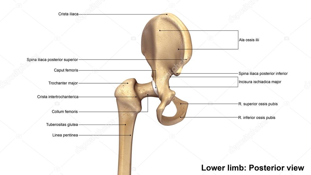 lower limb bone