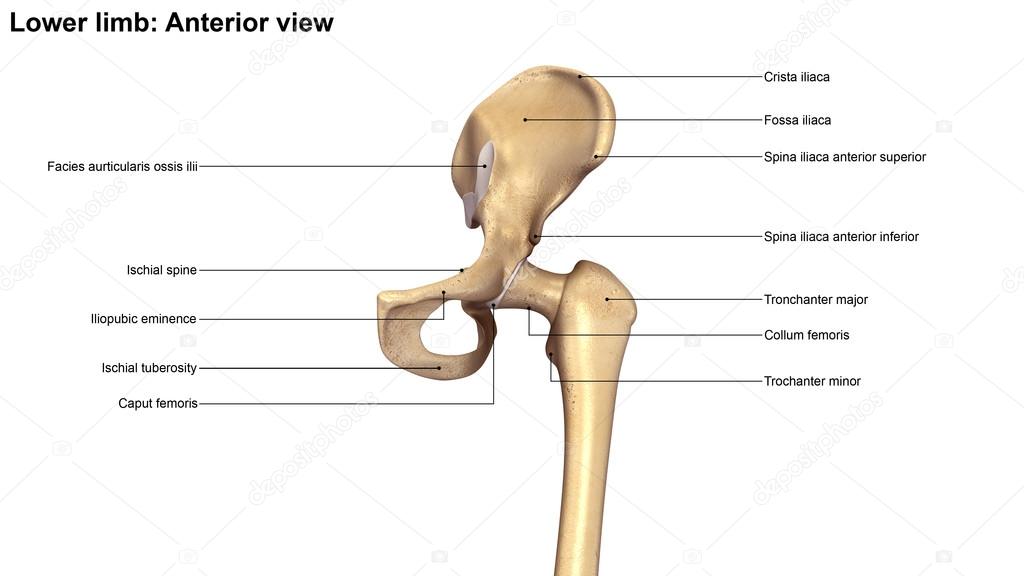 lower limb bone