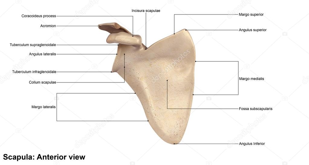 human scapula bone
