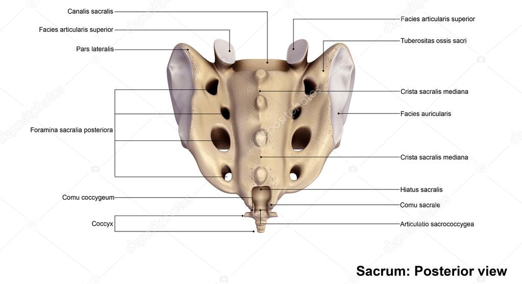 human sacrum bone