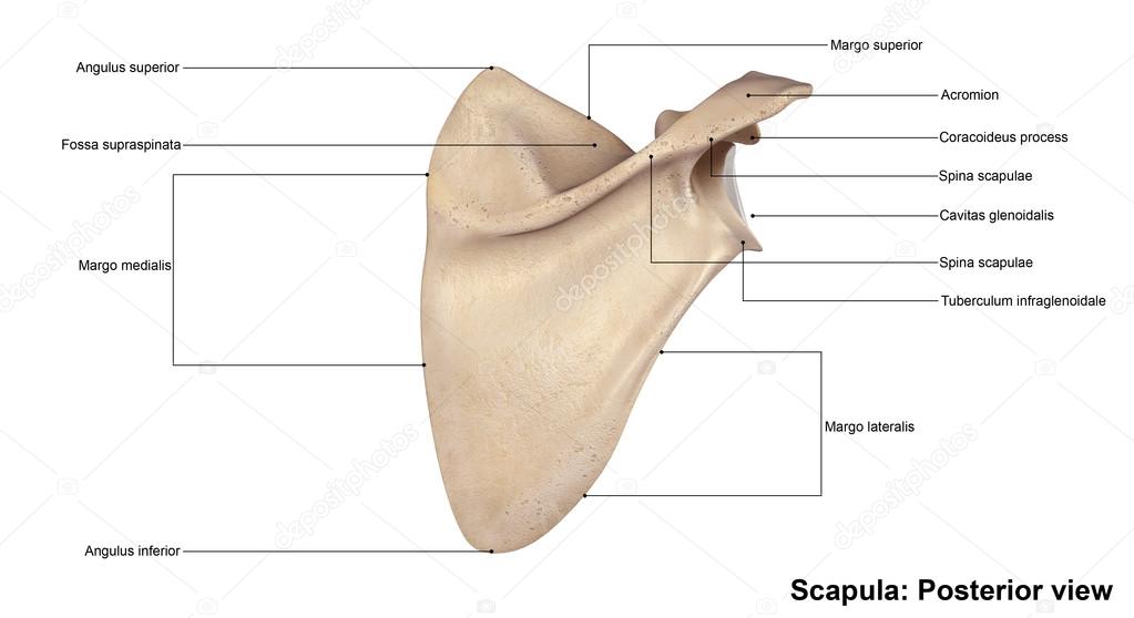 human scapula bone