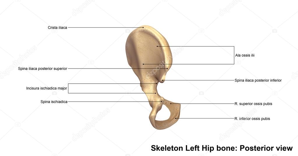 Human Left hip bone