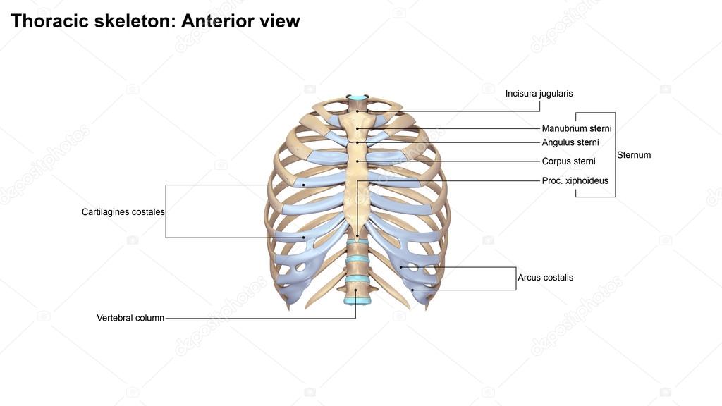 Human Thoracic Skeleton