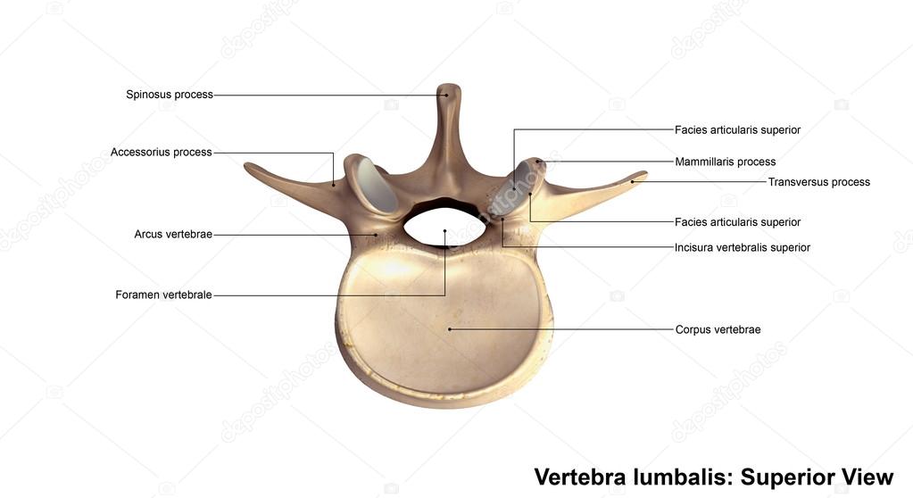 human vertebra lumbalis bone