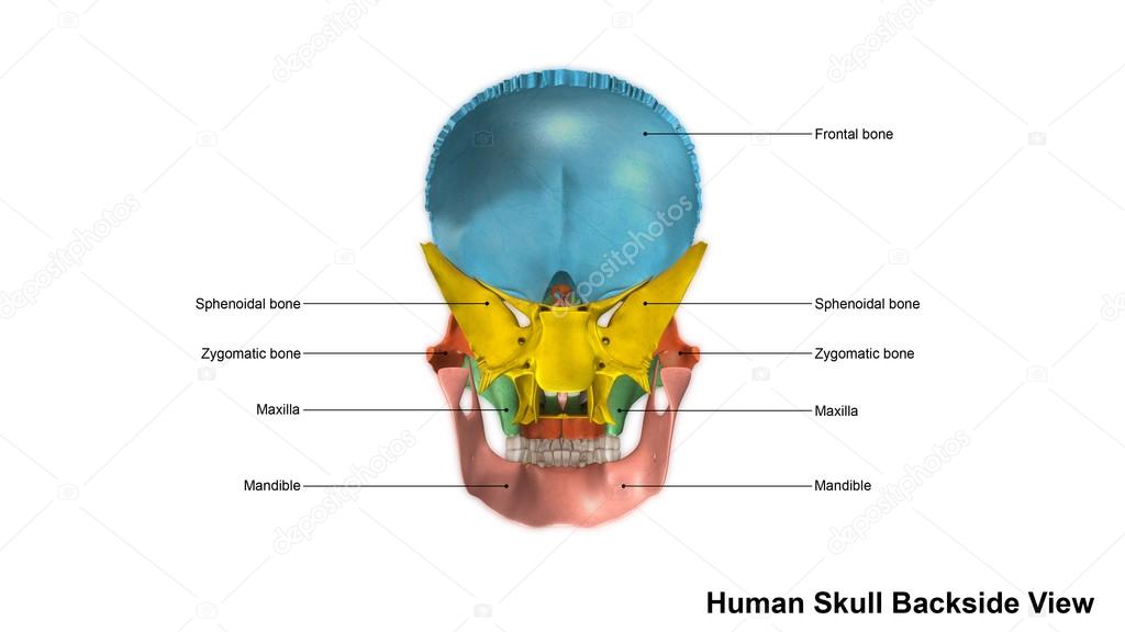 human skull back view