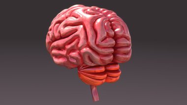 İnsan Beyni Anatomisi