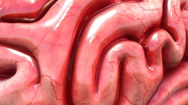 insan beyin doku anatomisi