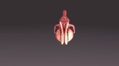 insan beyni iç bölümü