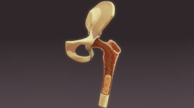 human bone marrow clipart
