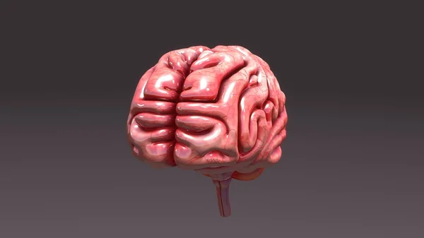 人間の脳解剖学 — ストック写真
