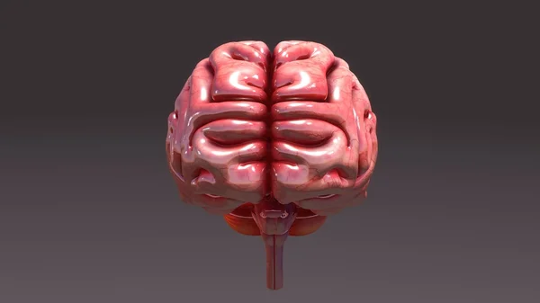 Anatomia creierului uman — Fotografie, imagine de stoc