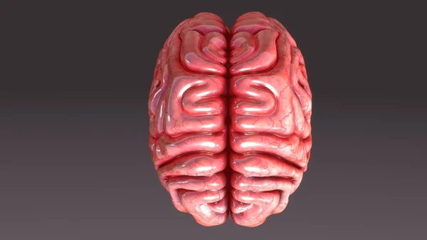 Human brain anatomy — Stock Photo, Image